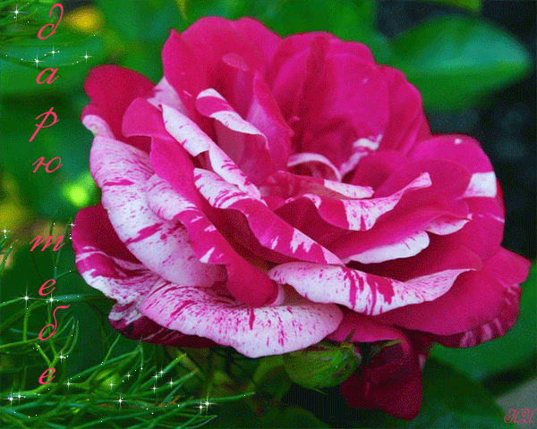 Красивая авторская анимационная картинка цветы Дарю тебе розовый цветок от К.И.