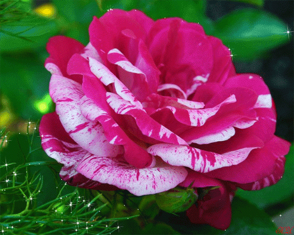 Красивая авторская анимационная картинка цветы Красные, розовые сияющие цветы от К.И.
