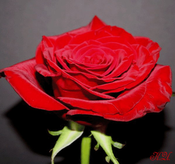 Красивая авторская анимационная картинка цветы Алые розы от К.И.