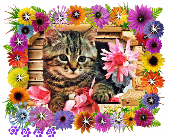 Красивая анимация, анимационная картинка, картинка, открытка, изображение кошки от Роза Королевская - Маленькая кошка, рамка из цветов