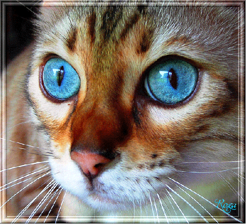 Роза Королевская  - Кот с голубыми глазами