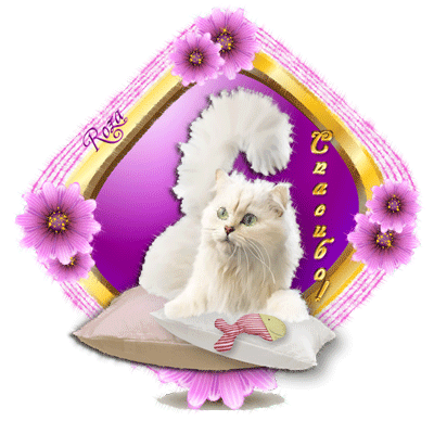 кошки - Роза Королевская - Белый пушистый кот, надпись Спасибо