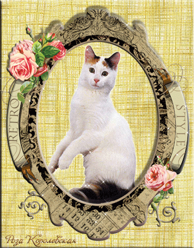Роза Королевская  - Белая кошка