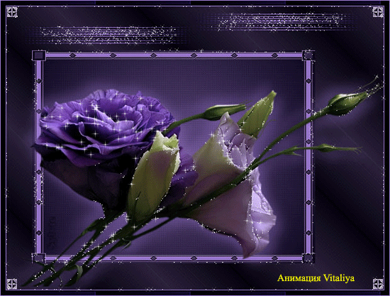 Красивая авторская анимационная картинка цветы Фиолетовые и белые цветы, серый фон, фиолетовый блеск от Vitali