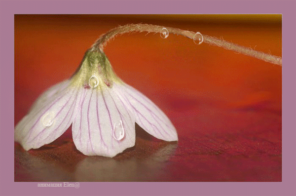 Красивая авторская анимационная картинка цветы Маленькая капли падает с белого цветка от Елена Буянова
